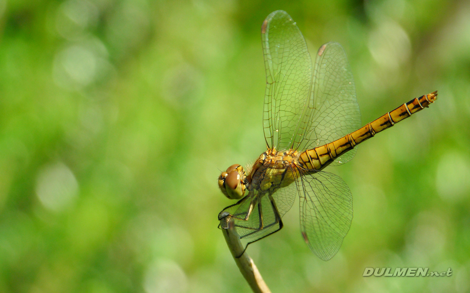 Moustached Darter (Female, Sympetrum vulgatum)